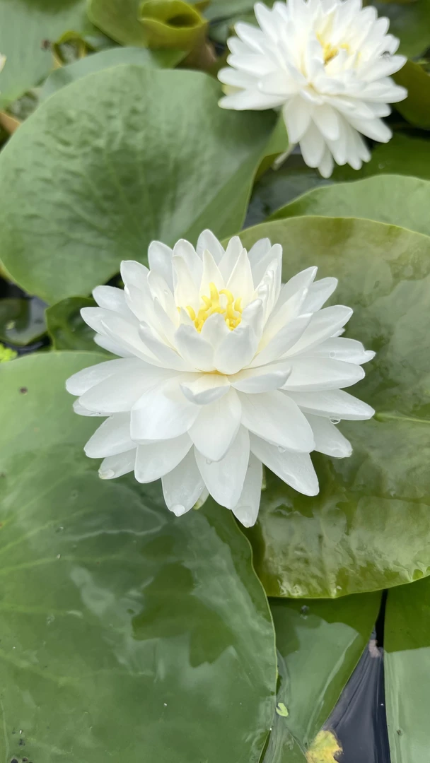 耐寒睡莲：瑞雪（种苗一棵包邮）大型