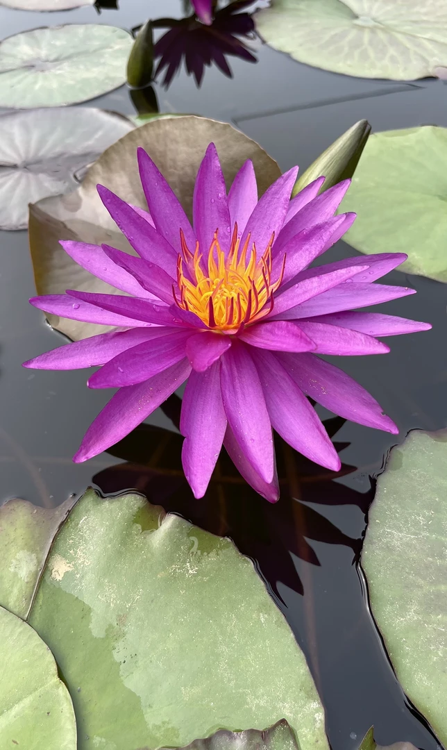 耐寒睡莲：侦探爱丽卡  种苗一棵（包邮）大型