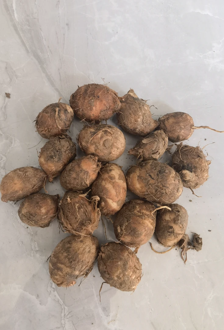 【粉丝福利】小小果江西红芽奶香芋头新鲜粉糯5-10斤鸽子蛋大小随机