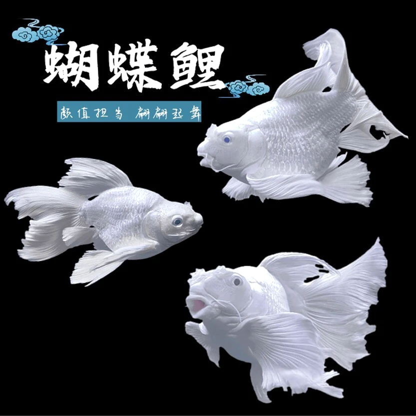 （16-18公分）短身球蝴蝶鲤家养冷水鱼招财锦鲤纯种直播活体包活