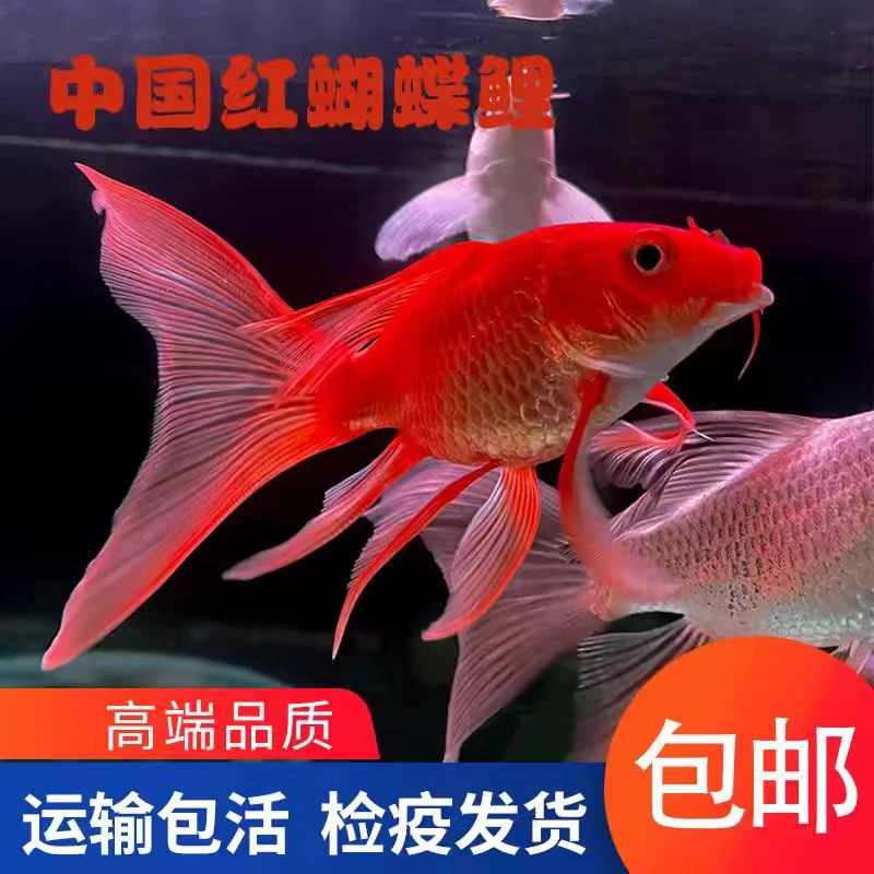 台湾彩色蝴蝶鲤养鱼球体短身大鳍大尾观赏鱼活体直销淡水锦鲤贵妃