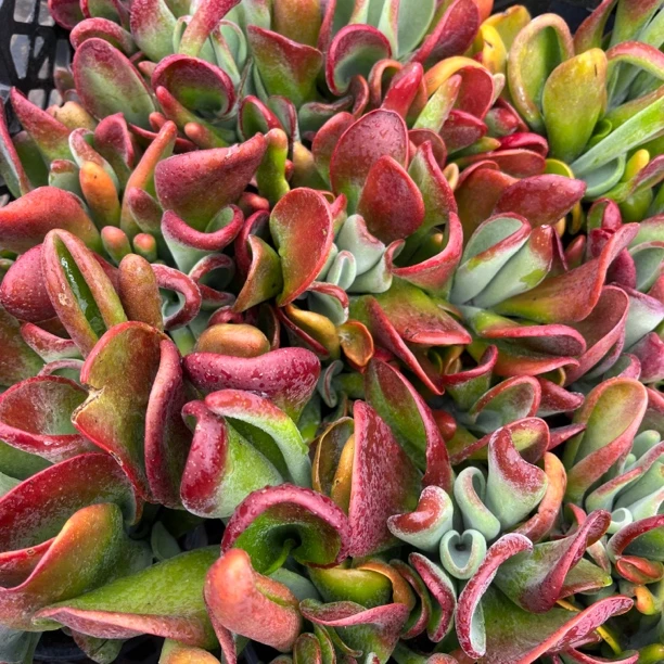 大号火狐狸群生盆栽 多肉植物