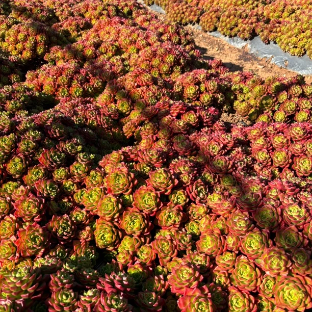 大号手捧花玫瑰火焰蒂亚 多肉植物