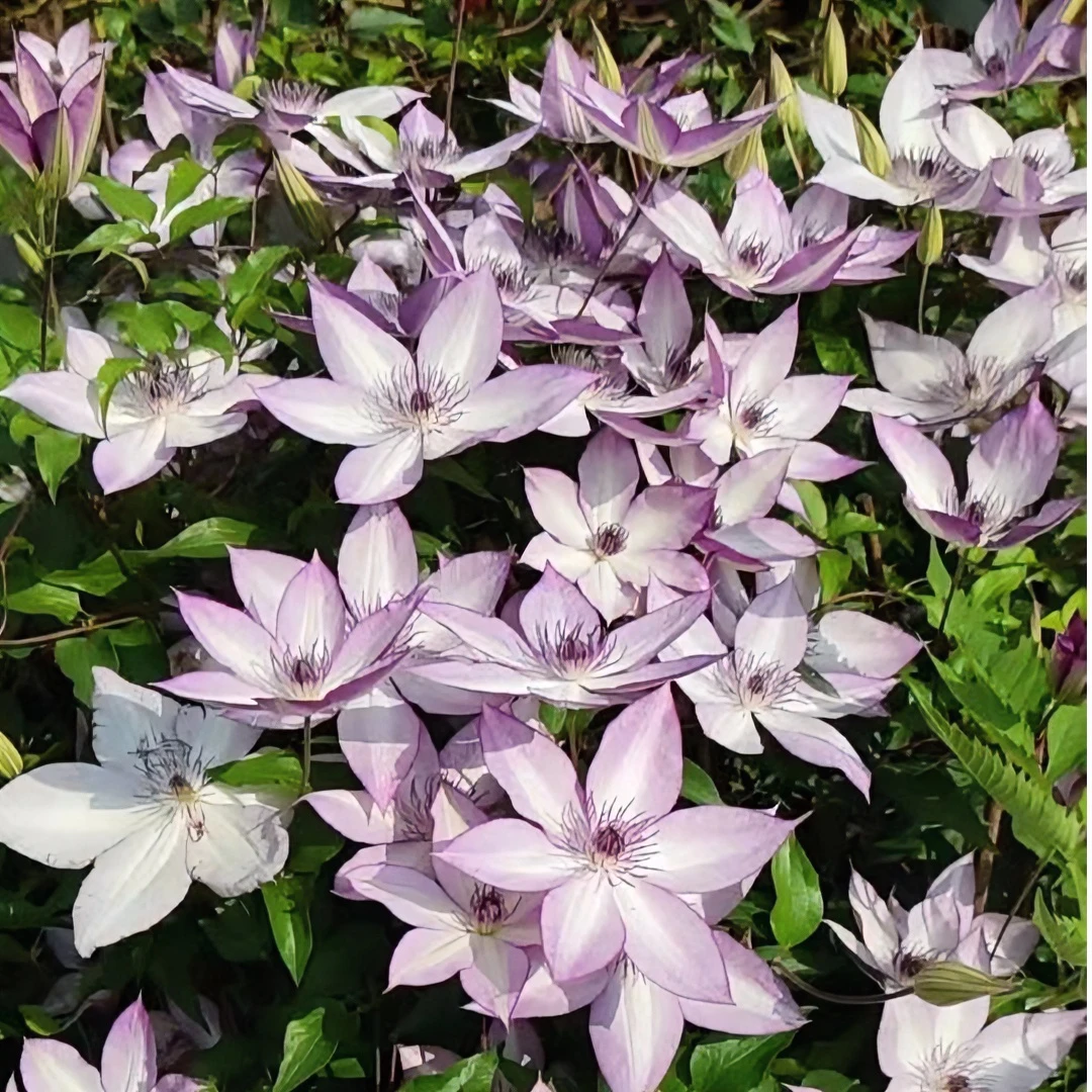 铁线莲花苗乌托邦大花勤开F系三类重剪