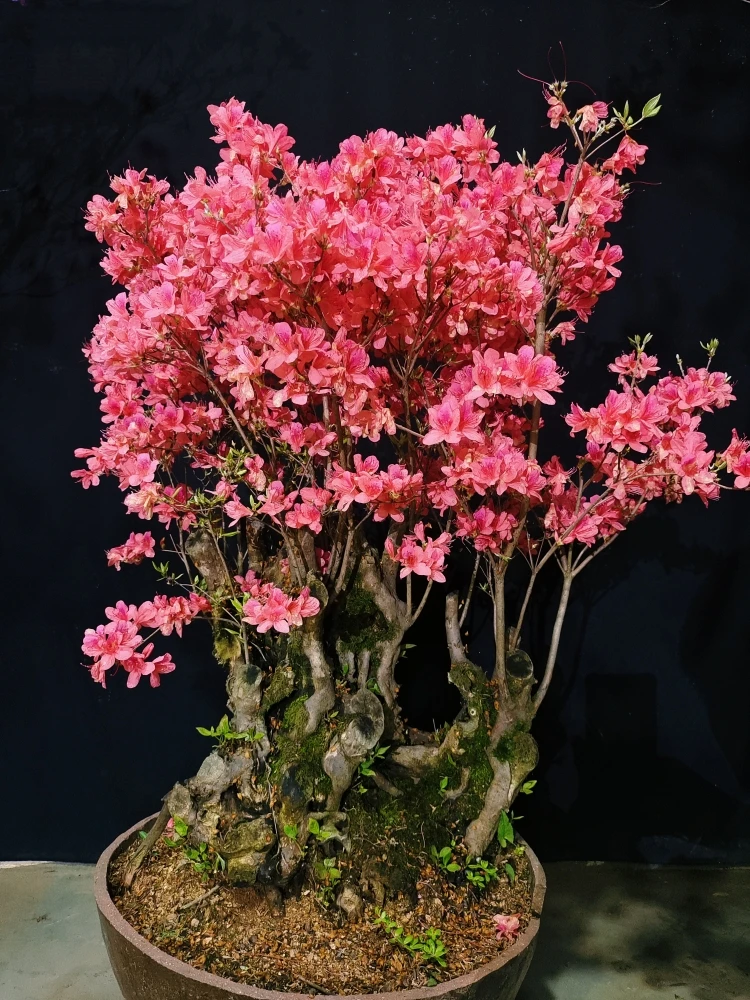 古桩丛林 国旗红映山红