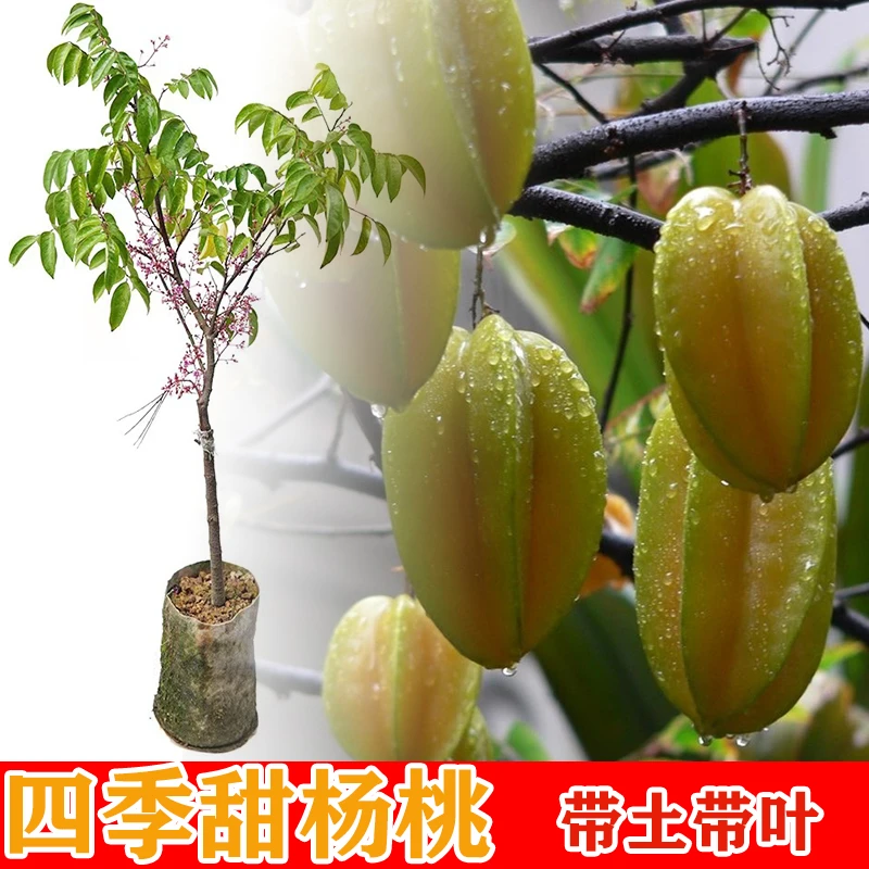 杨桃树苗 四季甜杨桃果树嫁接苗  庭院盆栽地栽 多次开花当年结果