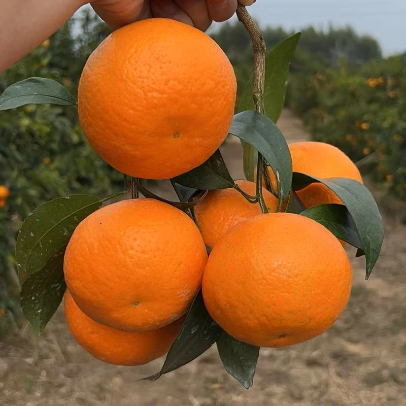 广西高产沃柑果树苗沃柑正宗嫁接橙子果树苗可以庭院盆栽地栽