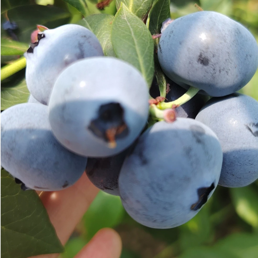 【14盒！特大果王】19-16mm 现摘头茬花香蓝莓果园直发H 100g/盒