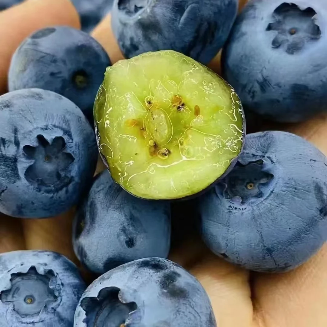 【10盒特大果】19-16mm现摘花香头茬蓝莓庄园直发H 100g/盒