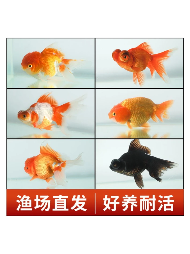 金鱼锦鲤观赏鱼直播间专属链接