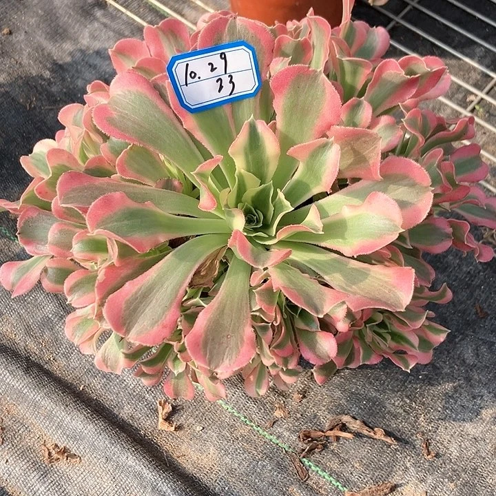 白凤绿植多肉植物23