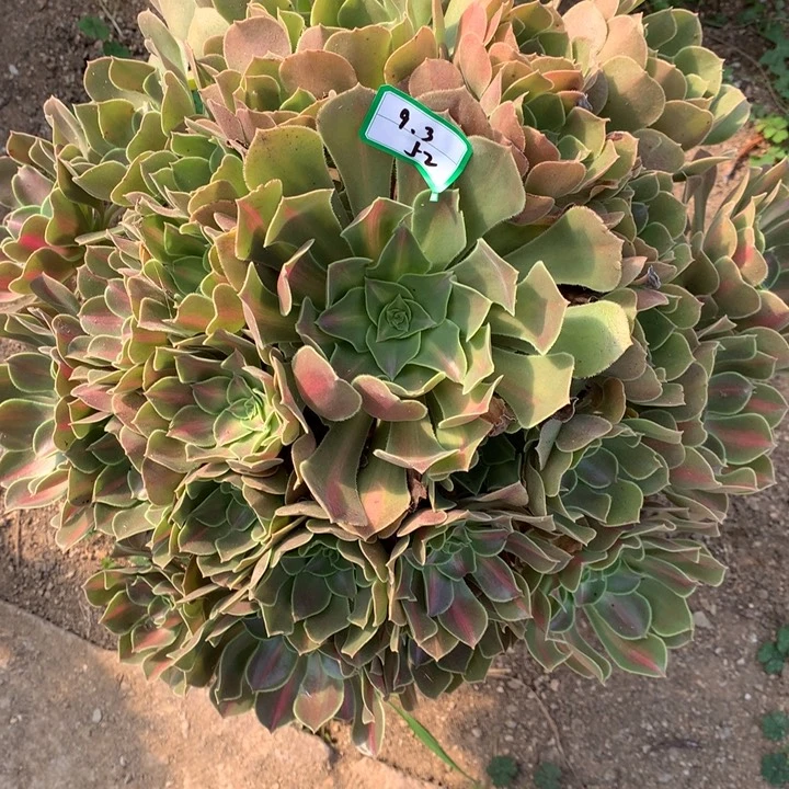 女巫中班绿植多肉52