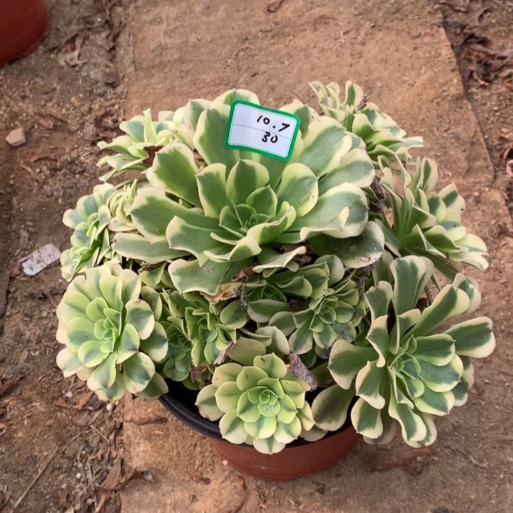 绿豆沙绿植多肉30