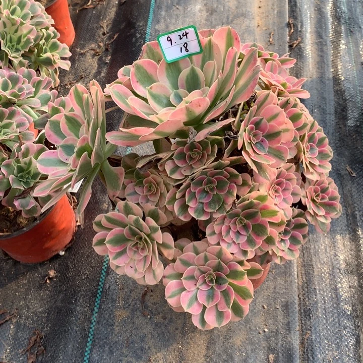 粉女巫绿植多肉植物73