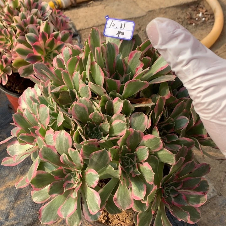 浣纱绿植多肉植物40