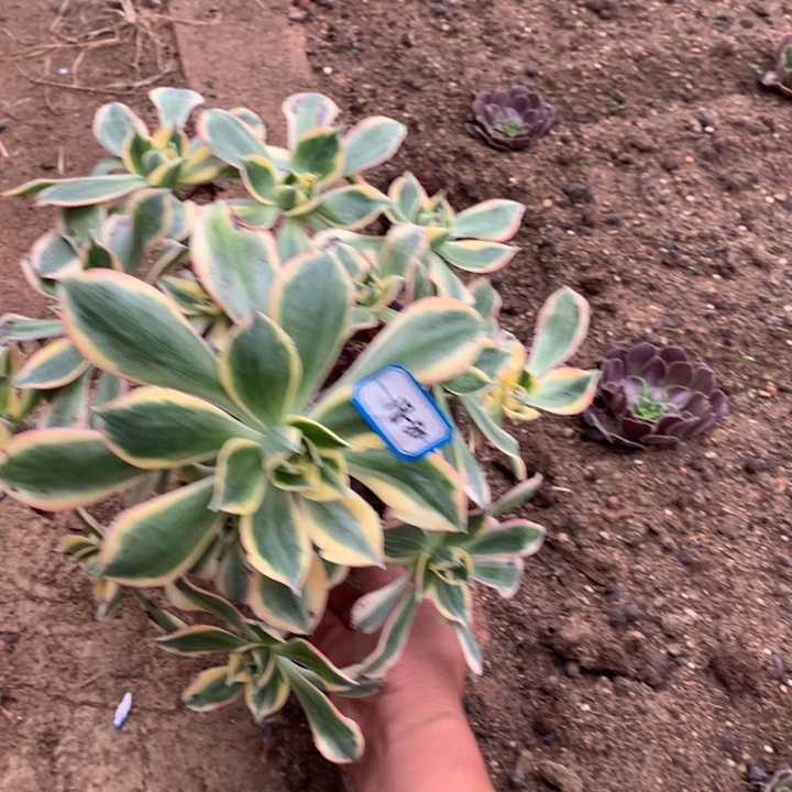 灿烂绿植多肉植物80