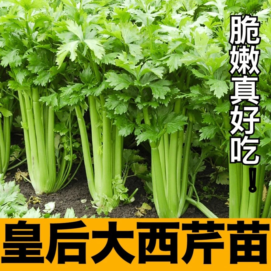 皇后西芹洋芹苗秧红黄小香芹实心蔬菜苗春秋四季盆栽高产根芹种子