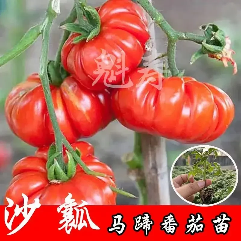 潮汕马蹄番茄丑八怪丑柿子四季盆栽阳台蔬菜苗沙瓤西红柿苗秧种子