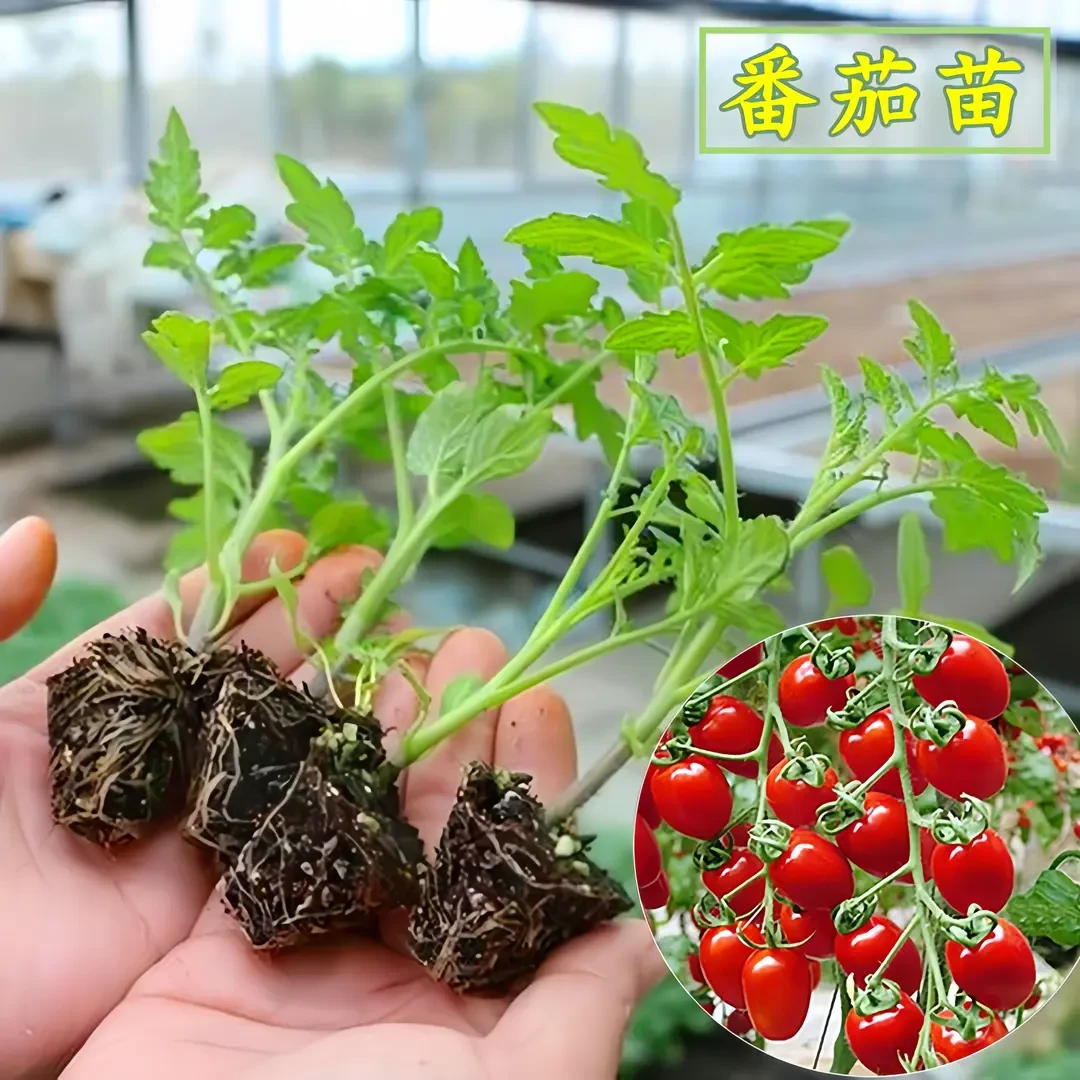 千禧圣女果苗 穴盘苗 西红柿苗 带土阳台种植简单种子种苗