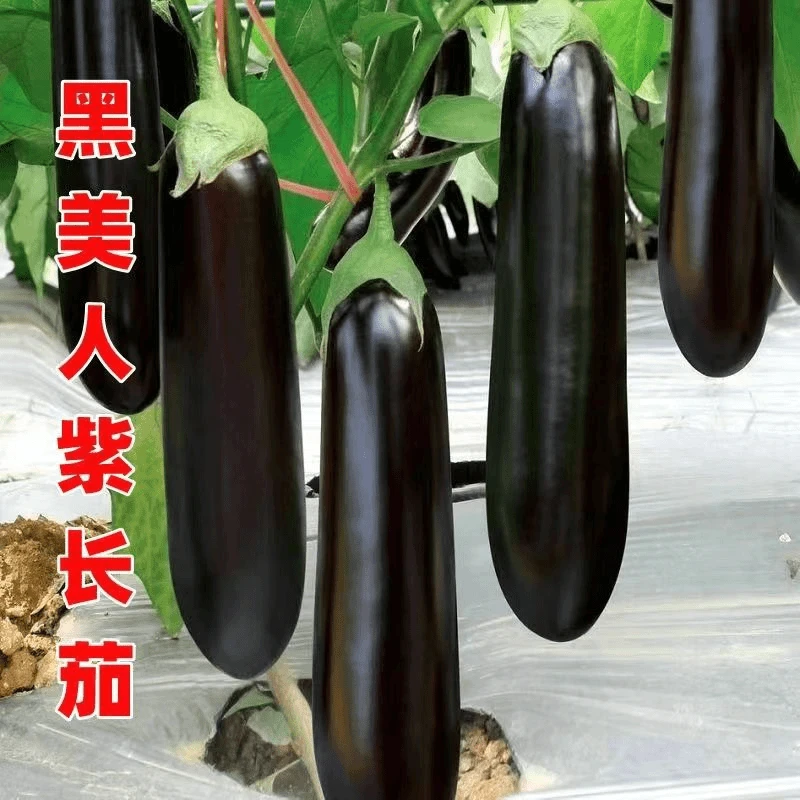 高产黑美人紫长茄苗高产苗种苗露天抗寒抗冻大棚四季种植盆栽地栽