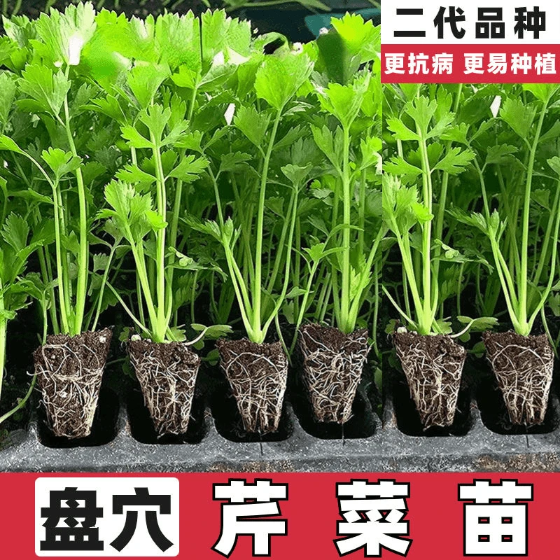 芹菜苗四季香芹水芹皇后西芹秧苗种子籽阳台盆栽蔬菜秧苗带土批发