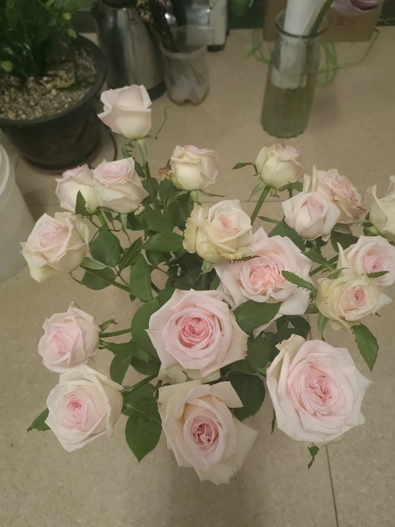 玫瑰16-20支 顺丰冷链包邮 四个花共用一个运费