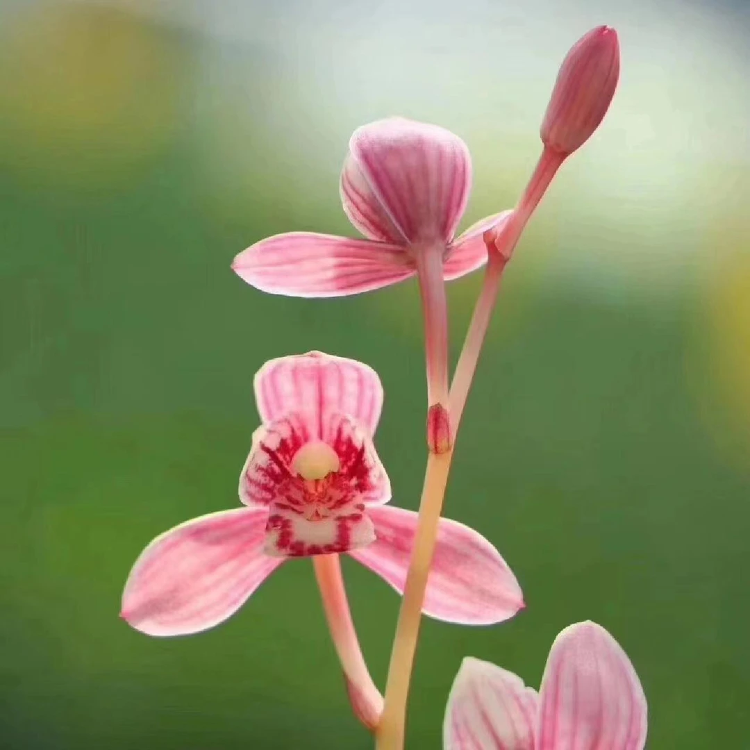 兰花苗建兰浓香荷瓣红花勤花好养艺芽铭品国兰经典荷瓣新手好养