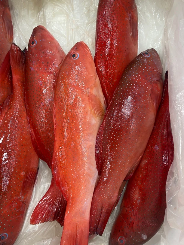 福建啊三海鲜 【东星斑】 现称寄顺丰