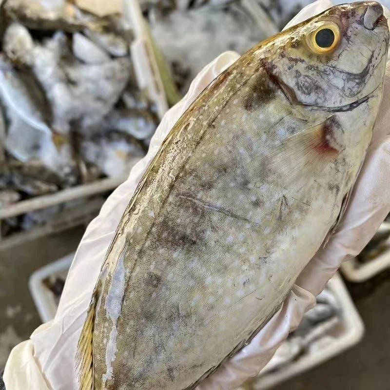 【野生柠檬鱼】红烧 酱油水 清蒸肉多刺少非常好吃