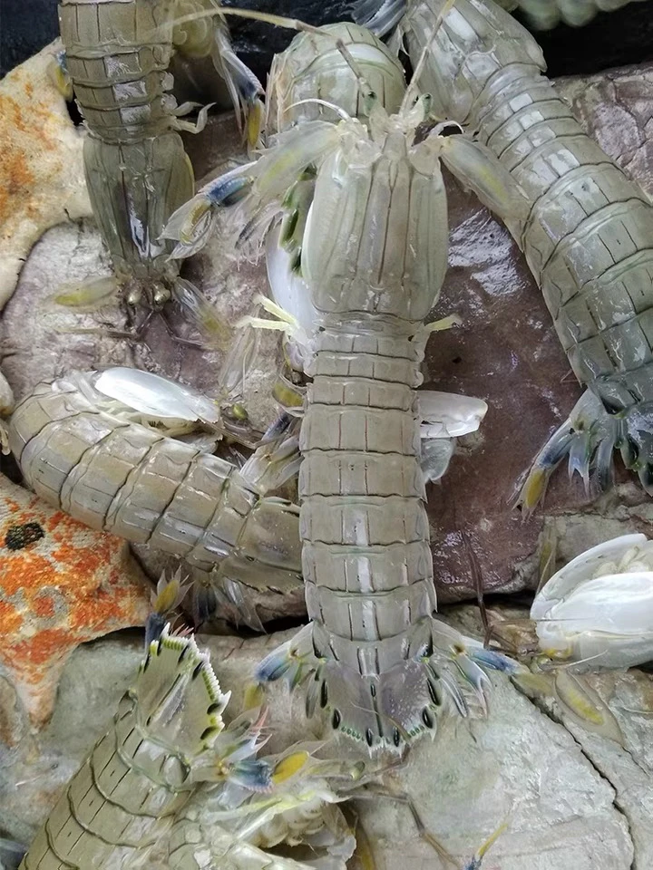 福建啊三海鲜【新鲜皮皮虾】包鲜不包活寄顺丰