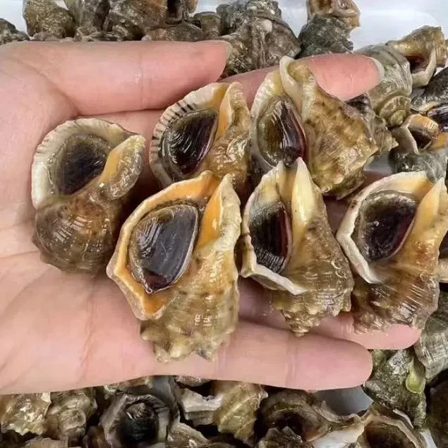 野生海捕 鲜活小海螺 牙签螺6斤。一斤20只左右