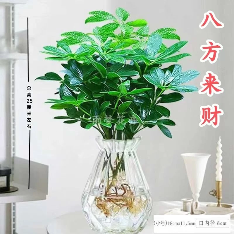 招财树四季水培花卉水培植物七叶莲八方来财室培植物水养宿舍盆栽