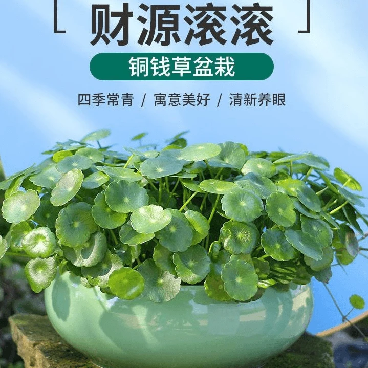 铜钱草带叶植物盆载水培室内桌面盆景金钱草吸甲醛办公室水培绿植