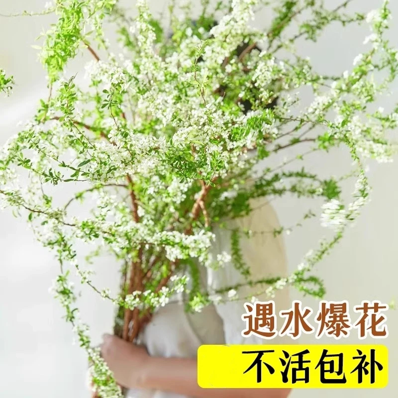 雪柳鲜枝水培植物室内好养绿植客厅水养龙柳吸除甲醛喷雪花六月雪