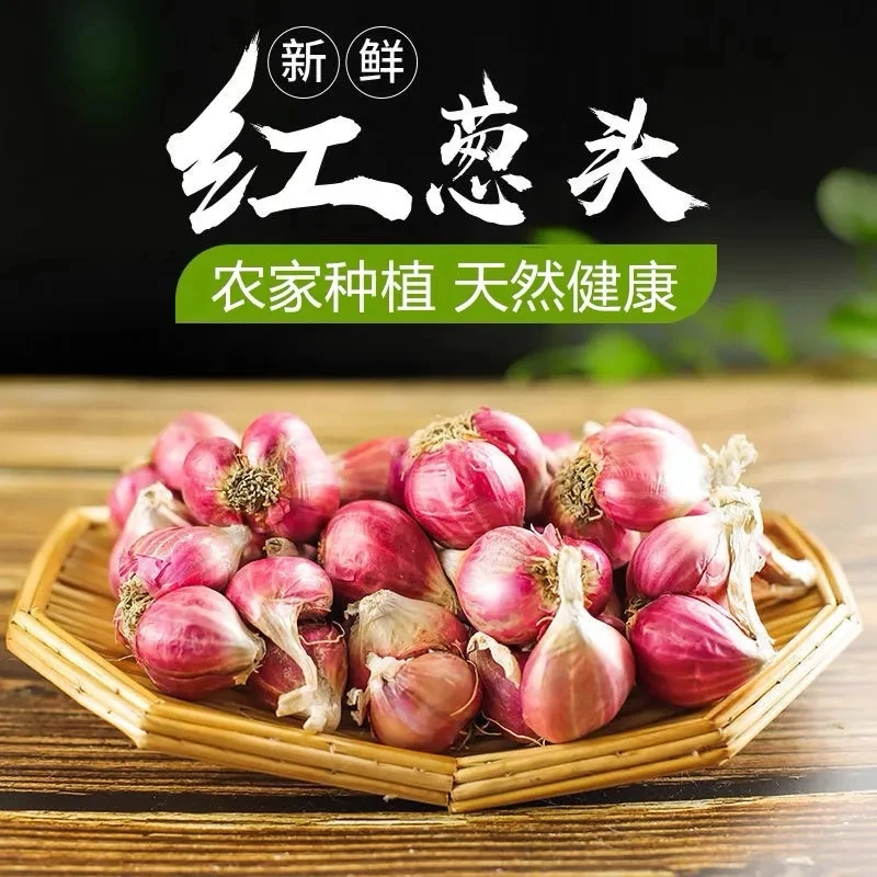 正宗红葱头种四季葱头干新鲜葱头花盆栽红葱头饱满种子葱头种球