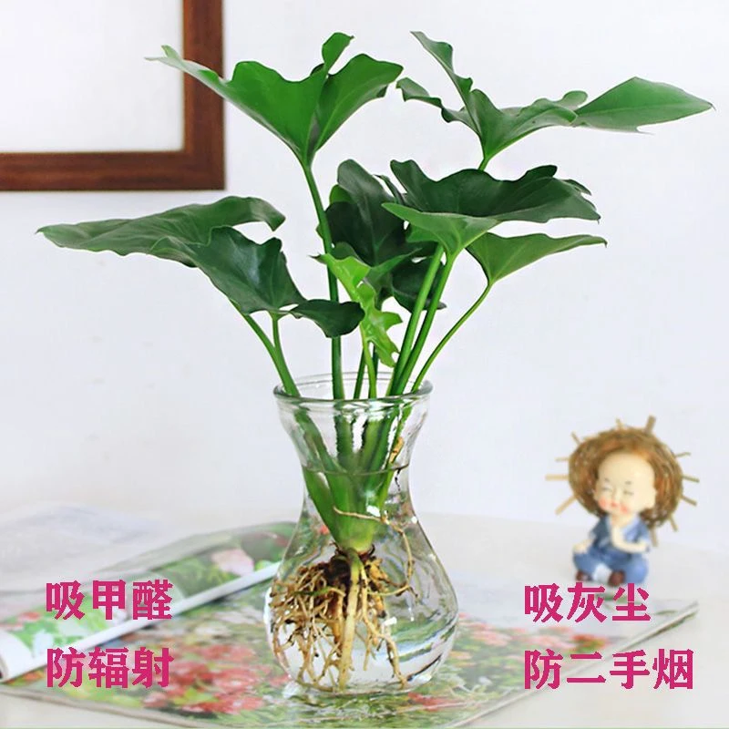 春羽水培植物小天使花卉绿植盆栽桌面室内小盆栽植物水养春雨绿植