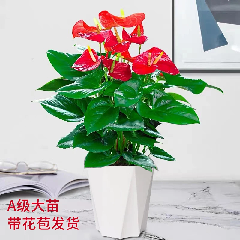 精选红掌花卉绿植盆栽室内盆栽植物四季开花好养活土培水培植物