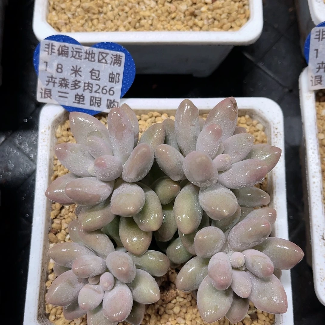 卉森多肉编号266四头平头汤圆