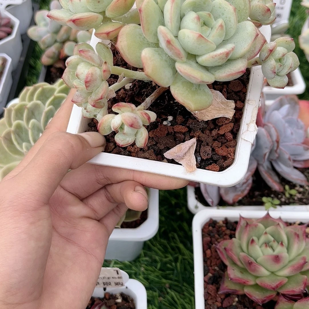 七**:精品多肉编号306