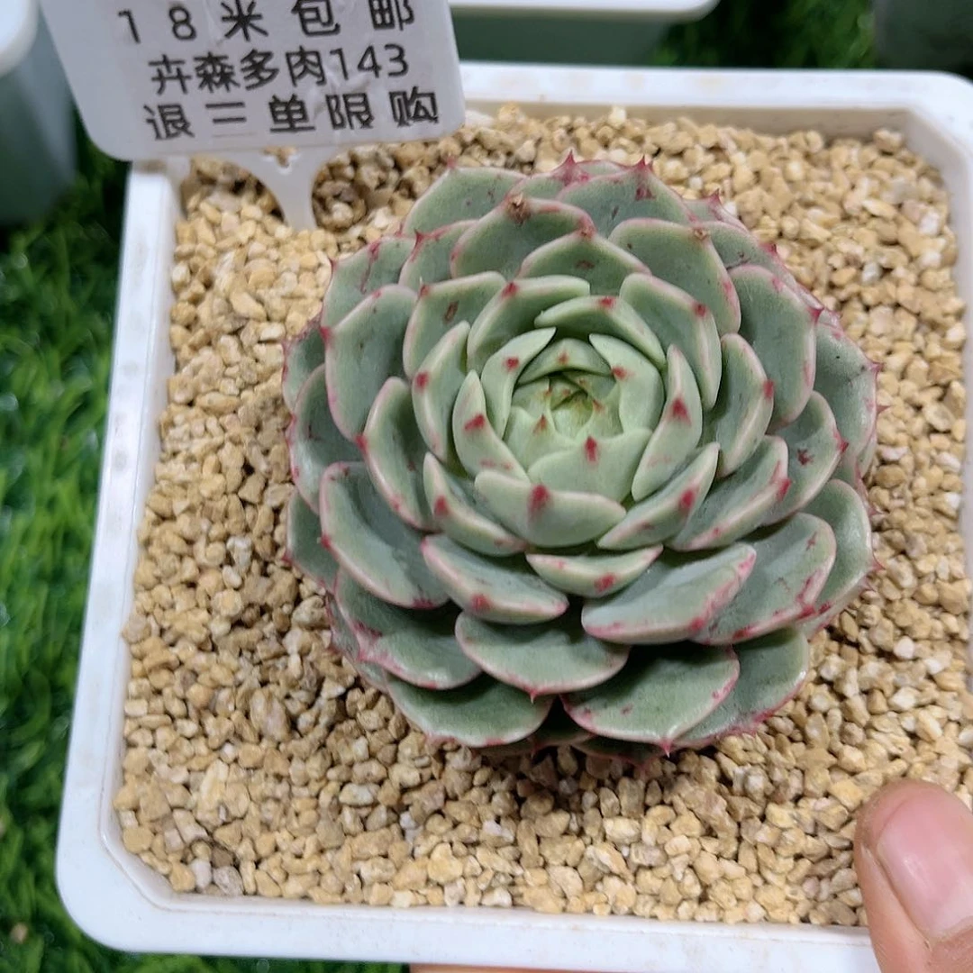 卉森多肉编号143