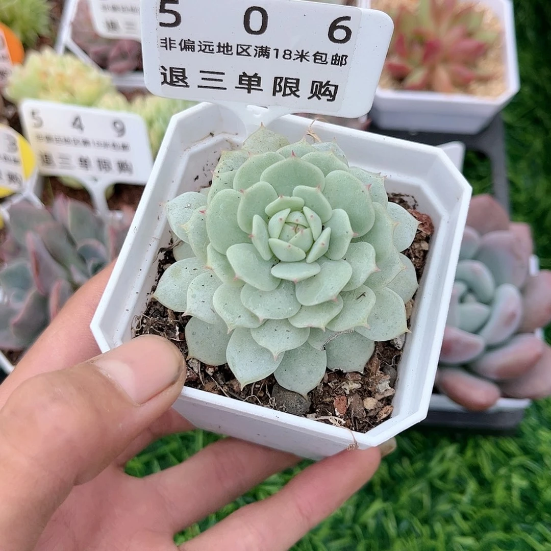 精品多肉静夜编号506