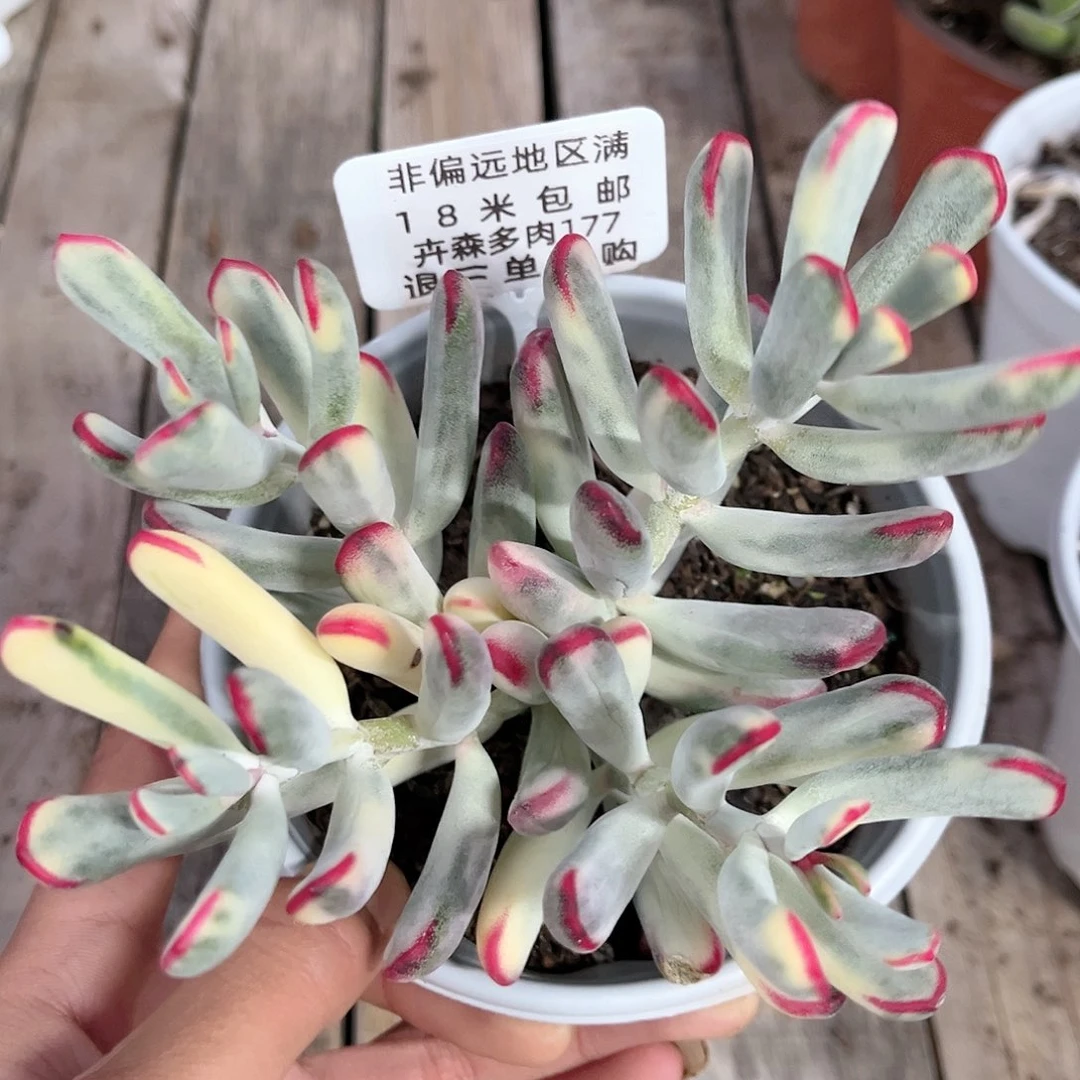 ?****?卉森多肉编号177