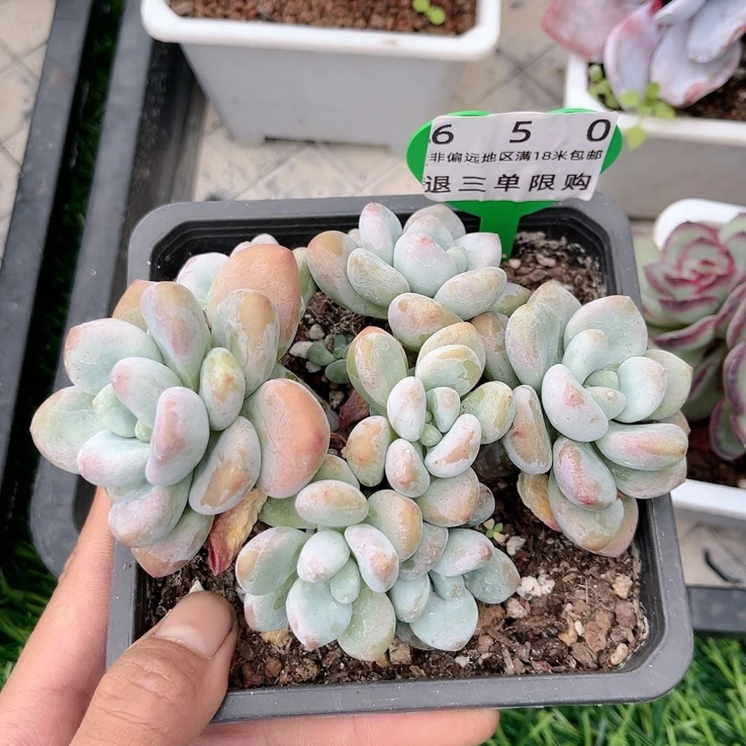 精品多肉香水洛神编号650