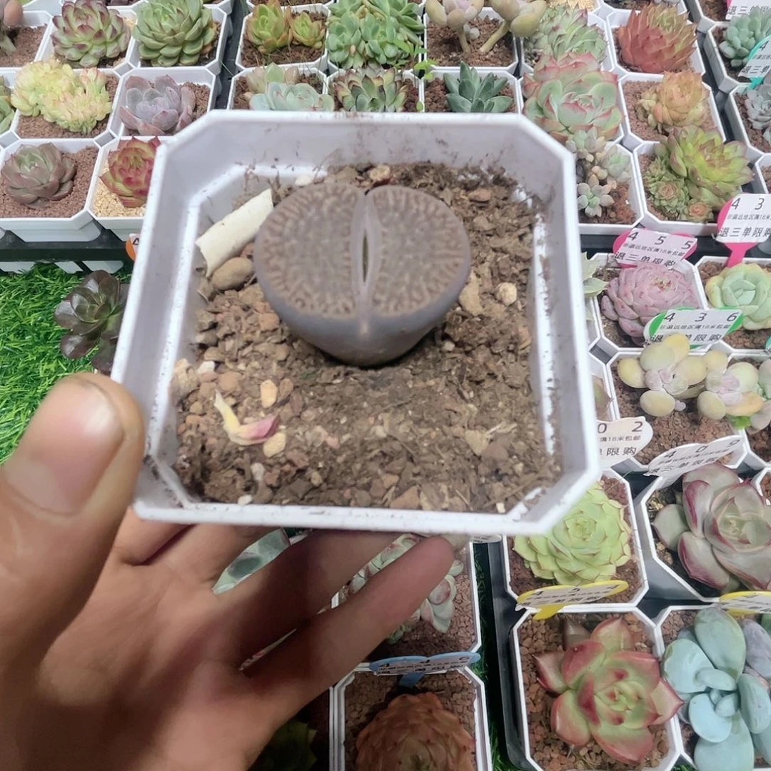 满十八包邮生石花