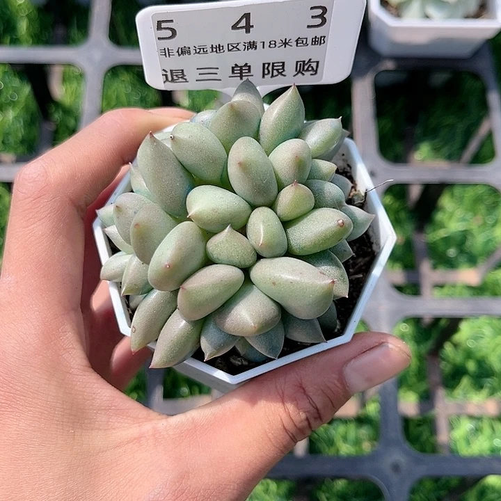 精品多肉编号543