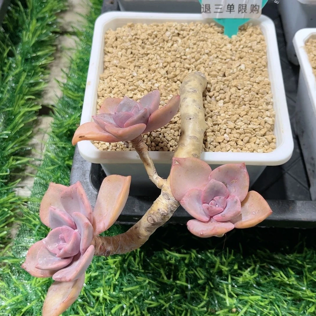 卉森多肉编号459