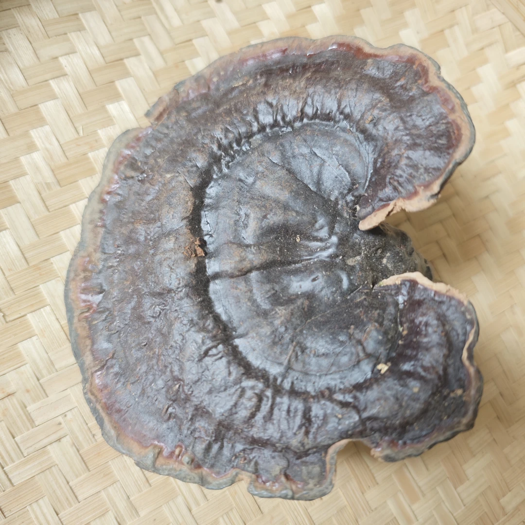【小莫推荐】紫灵芝 500g