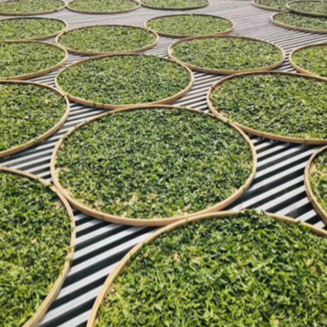 香竹林古树普洱茶生茶散茶