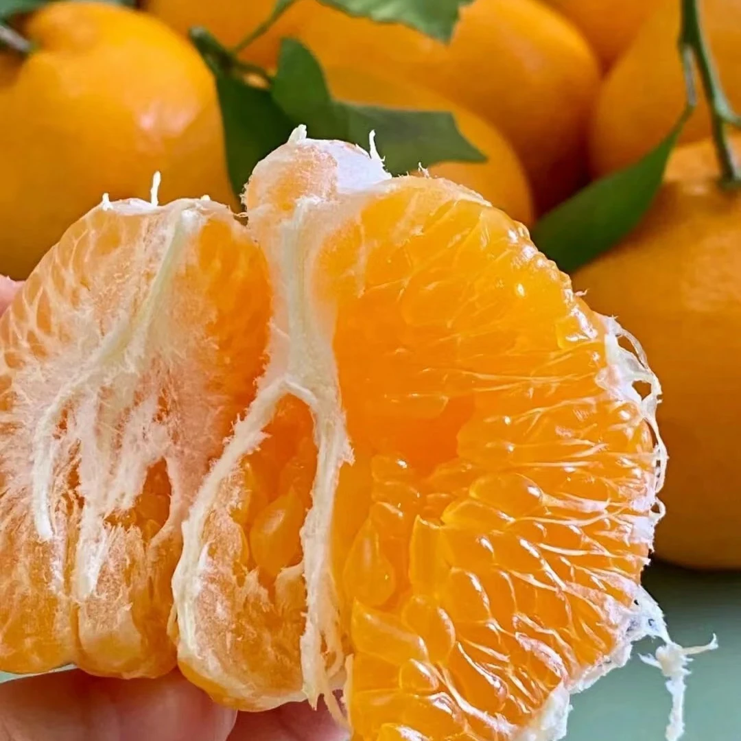 【春见耙耙柑】8分甜2分酸味道鲜美5斤