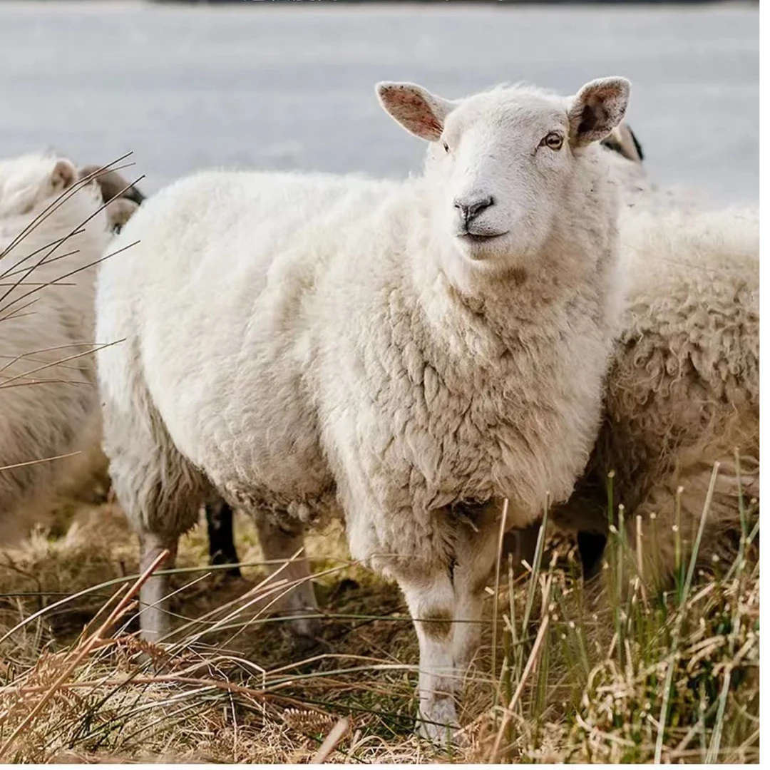 双面呢大衣孤品清仓福利随机编号